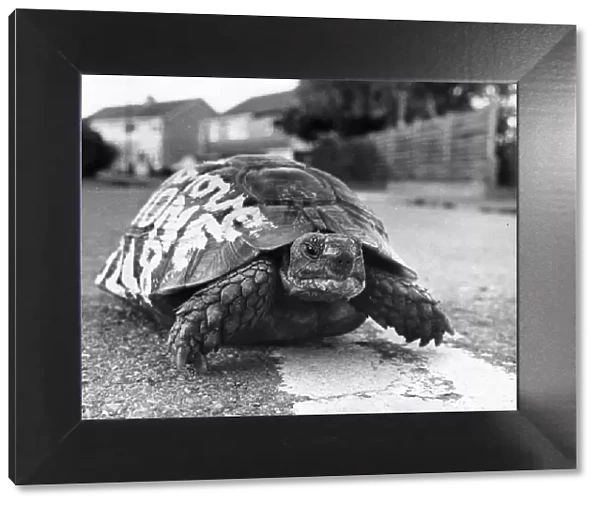 Tortoise with a message on his back. 28th August 1979