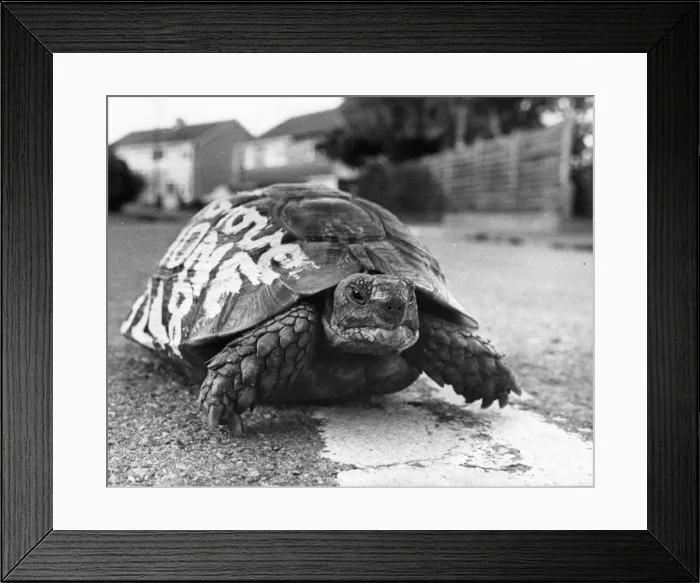 Framed Print : Tortoise with a message on his back. 28th August 1979 Framed Print : Tortoise with a message on his back. 28th August 1979