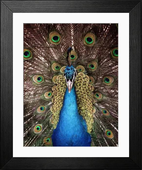 Framed Print : Peter the Peacock who lives in an animal sanctuary in Redditch which faces closure