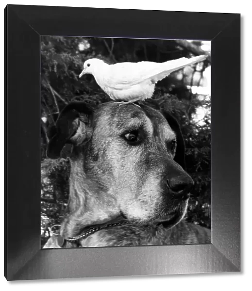 Sean the Great Dane has a bird on the brain, a dove called Snowflake. August 1977