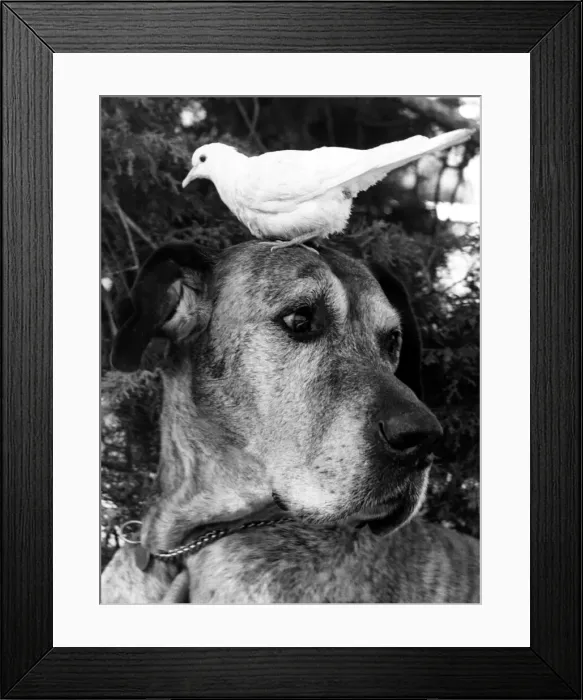 Framed Print : Sean the Great Dane has a bird on the brain, a dove called Snowflake. August 1977 Framed Print : Sean the Great Dane has a bird on the brain, a dove called Snowflake. August 1977