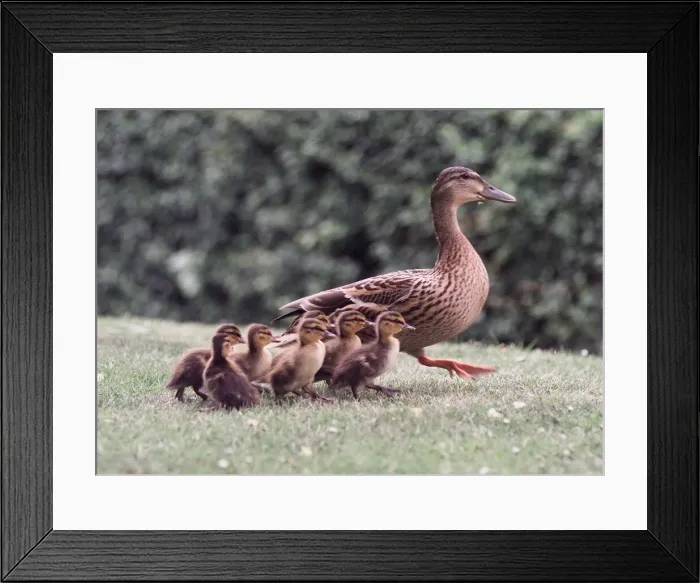 Framed Print : Back with mum the ducklings with Doris on their way to the local stream in Bournville Framed Print : Back with mum the ducklings with Doris on their way to the local stream in Bournville