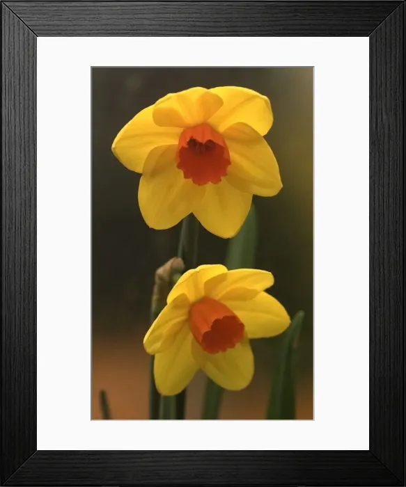 Framed Print : Daffodils in bloom Framed Print : Daffodils in bloom