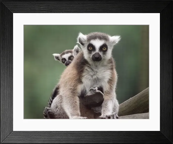 Framed Print : Ring Tailed Lemur