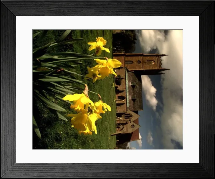 Framed Print : Daffodils with church Framed Print : Daffodils with church