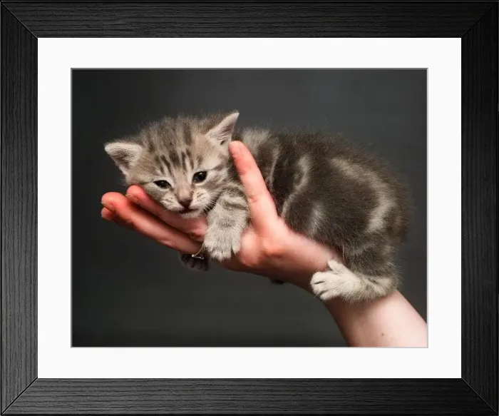 Framed Print : Please give me a home!! one of the 300 kittens at the Cats Protection League HQ in Framed Print : Please give me a home!! one of the 300 kittens at the Cats Protection League HQ in
