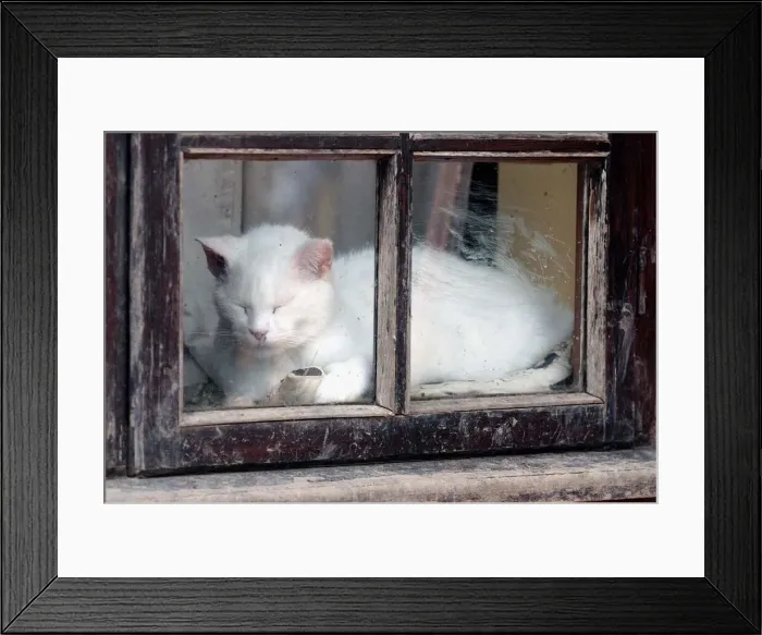 Framed Print : Snowy'the cat Framed Print : Snowy'the cat