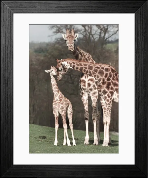 Framed Print : Sophie the newborn Giraffe makes her first public appearance with mum Amy