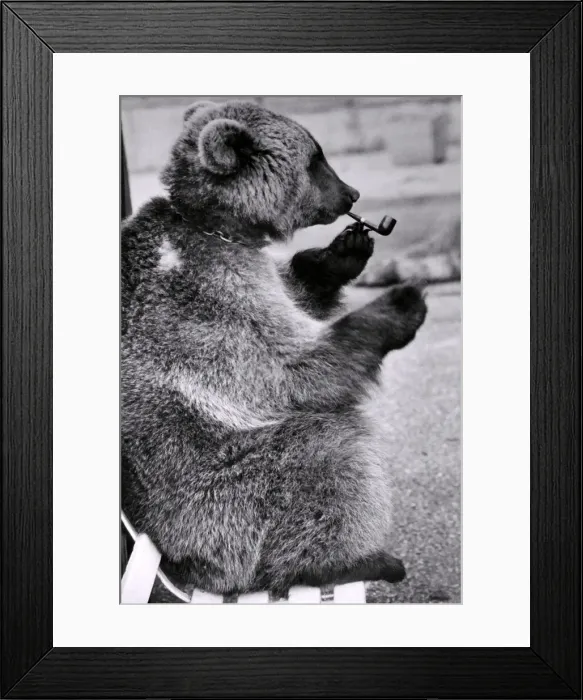 Framed Print : Mishka the Brown Bear likes the good things in life. He likes to put his feet up Framed Print : Mishka the Brown Bear likes the good things in life. He likes to put his feet up