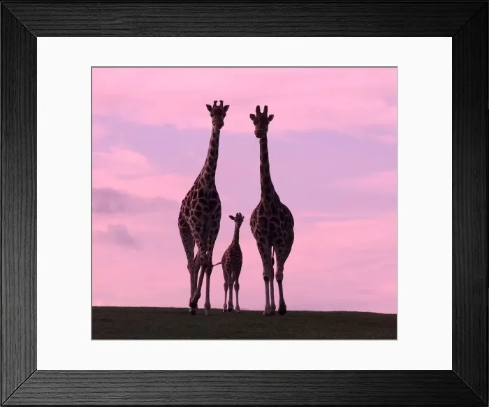 Framed Print : Sophie the newborn Giraffe makes her first public appearance with mom Amy