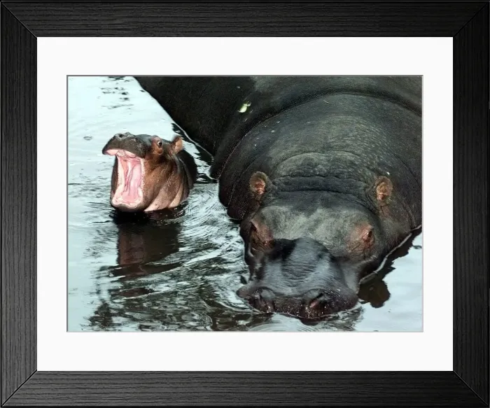 Framed Print : Proud mum Gertie the hippo with newborn Gizmo at the West Midland Safari Park, Bewdley