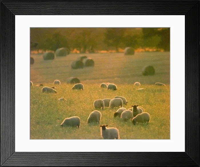 Framed Print : Sheep Graze in the evening sunset on a farm near Earlswood Framed Print : Sheep Graze in the evening sunset on a farm near Earlswood