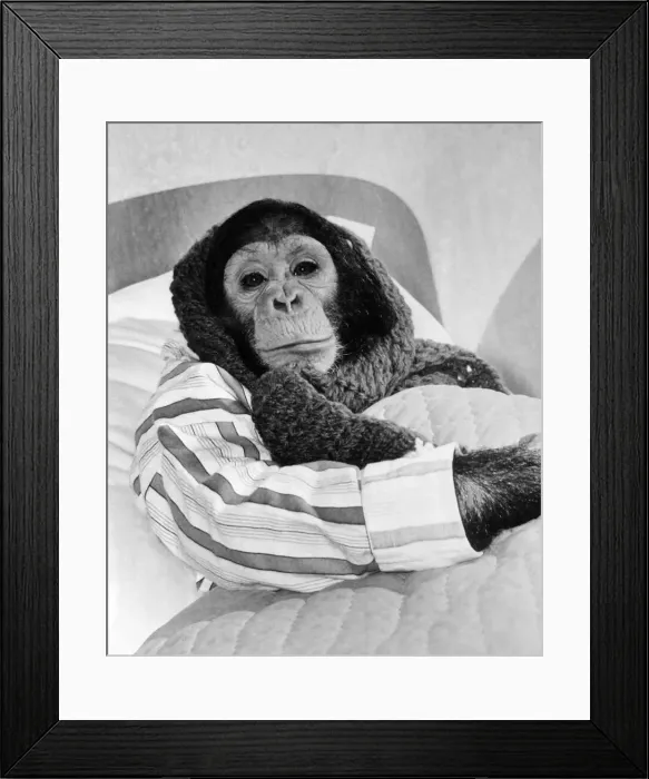 Framed Print : Four year old Jill the Chimp is under the weather. She Framed Print : Four year old Jill the Chimp is under the weather. She