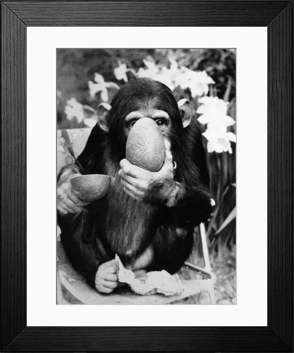 Framed Print : Baby chimpanzee at Twycross Zoo enjoying an Easter Egg. April 1984 Framed Print : Baby chimpanzee at Twycross Zoo enjoying an Easter Egg. April 1984