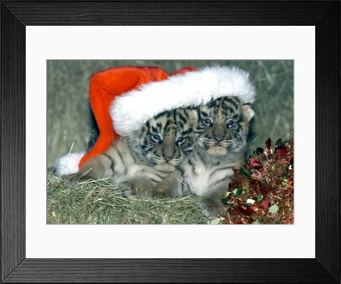 Framed Print : With eyes open just in time for Christmas, tiger cubs Santa'and