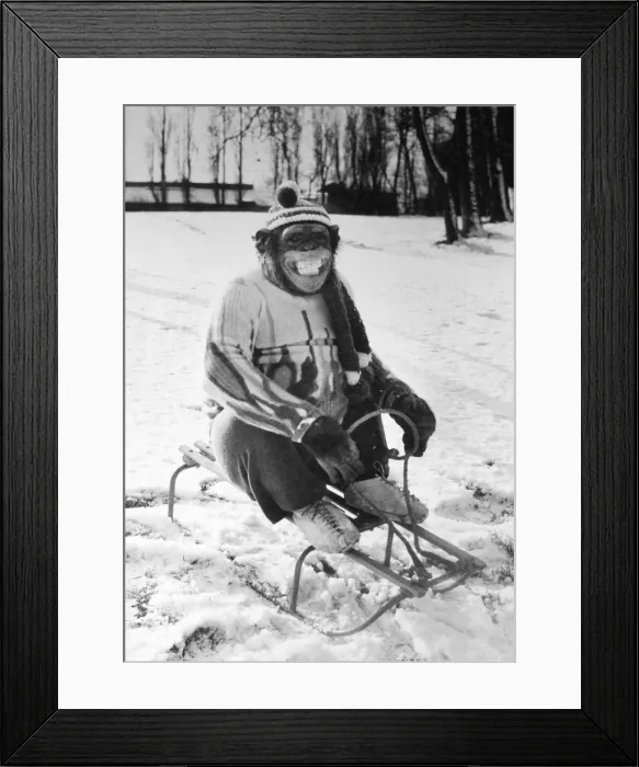 Framed Print : Louis the chimp from Twycross Zoo enjoys a sledge in the snow. February 1983 Framed Print : Louis the chimp from Twycross Zoo enjoys a sledge in the snow. February 1983