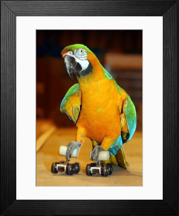 Framed Print : Matilda'a Catalina Macaw shows her roller skating skills during a talented Framed Print : Matilda'a Catalina Macaw shows her roller skating skills during a talented