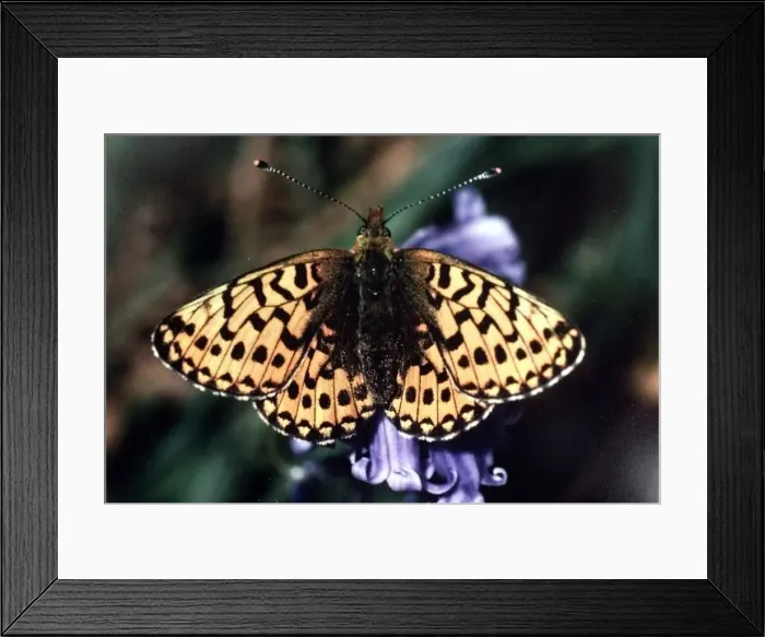 Framed Print : Butterfly. A picture of the Pearl-bordered Fritillary found in the Wyre Forest