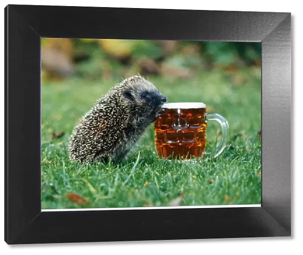 Harry the hedgehog loves his pint, but only real ale please. 12th November 1993