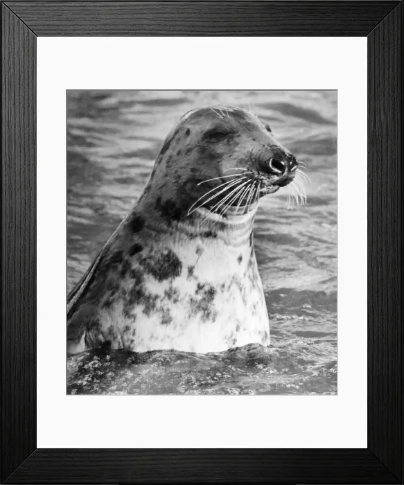 Framed Print : A baby Atlantic Seal enjoys a dip in the pool at Twycross Zoo. November 1979