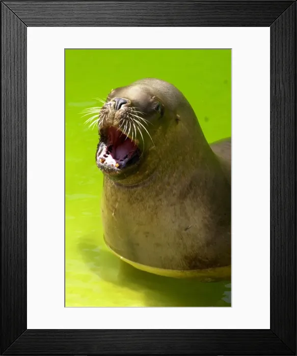 Framed Print : Patagonian Sea Lion Framed Print : Patagonian Sea Lion