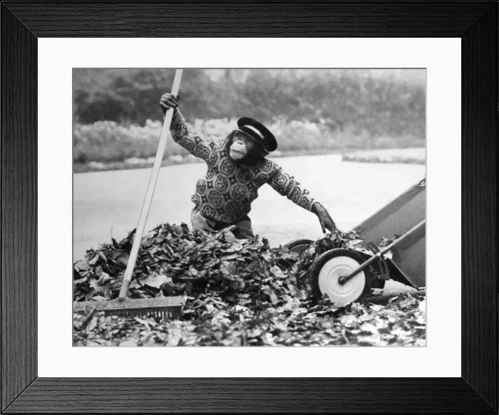 Framed Print : Judy the chimp assists the park keeper at Twycross Zoo y sweeping up the autumn leaves Framed Print : Judy the chimp assists the park keeper at Twycross Zoo y sweeping up the autumn leaves