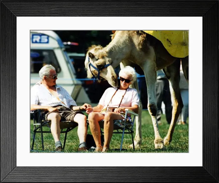 Framed Print : Camel - Enid Beynon and Cecil Long get some attention from Topsy the camel at St Mellons