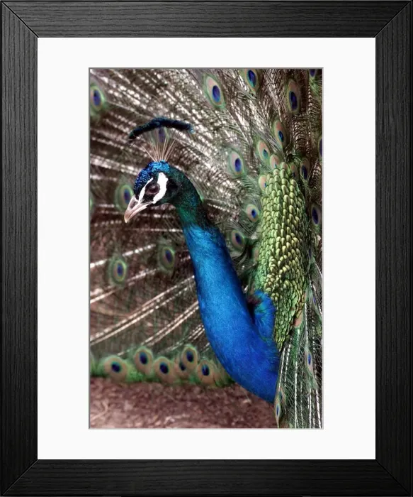 Framed Print : Peter the Peacock who lives in an animal sanctuary in Redditch which is facing closure Framed Print : Peter the Peacock who lives in an animal sanctuary in Redditch which is facing closure