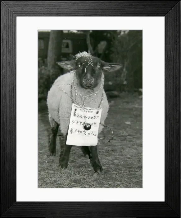 Framed Print : Bobby the sheep led rescued animals at Bromsgroves Broad Green Animal Sanctuary in Framed Print : Bobby the sheep led rescued animals at Bromsgroves Broad Green Animal Sanctuary in