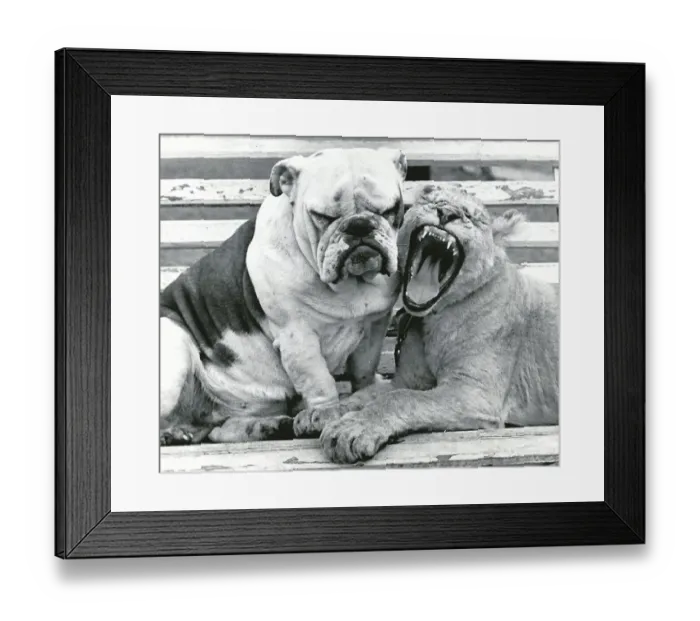 Framed Print : Sue the bulldog and Roberta the lion cub are the best of friends at Southam Zoo