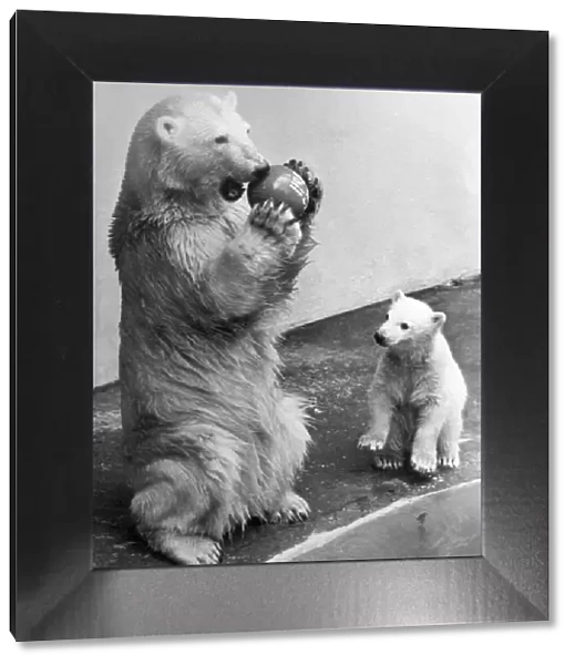 Polar bears playing with a ball at Dudley Zoo, March 1980