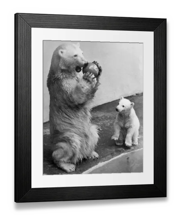Framed Print : Polar bears playing with a ball at Dudley Zoo, March 1980 Framed Print : Polar bears playing with a ball at Dudley Zoo, March 1980