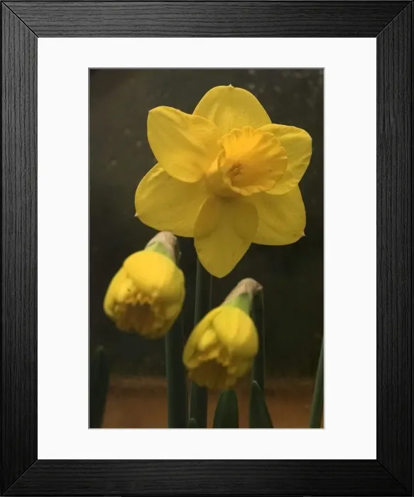Framed Print : Daffodils Framed Print : Daffodils