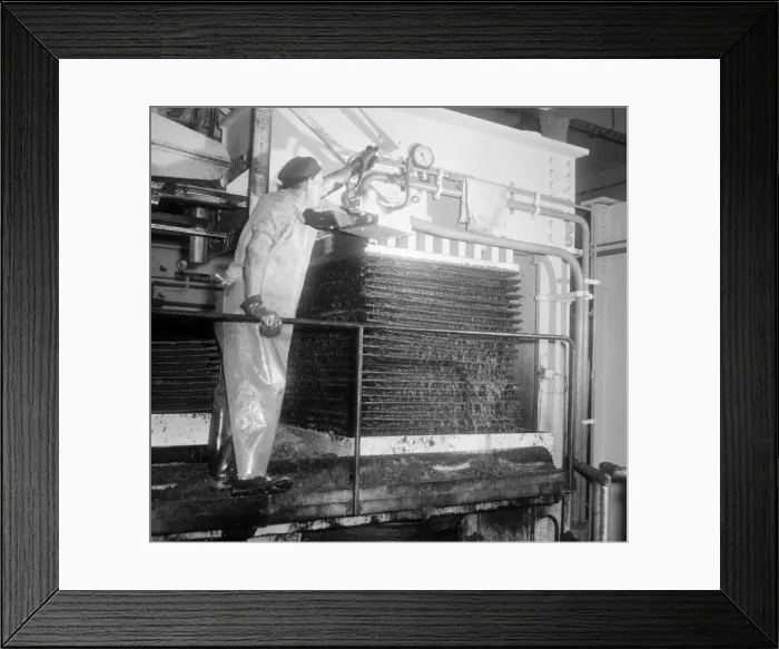 Framed Print : When the apples have been crushed the pulp is wrapped in coarse cloth Framed Print : When the apples have been crushed the pulp is wrapped in coarse cloth