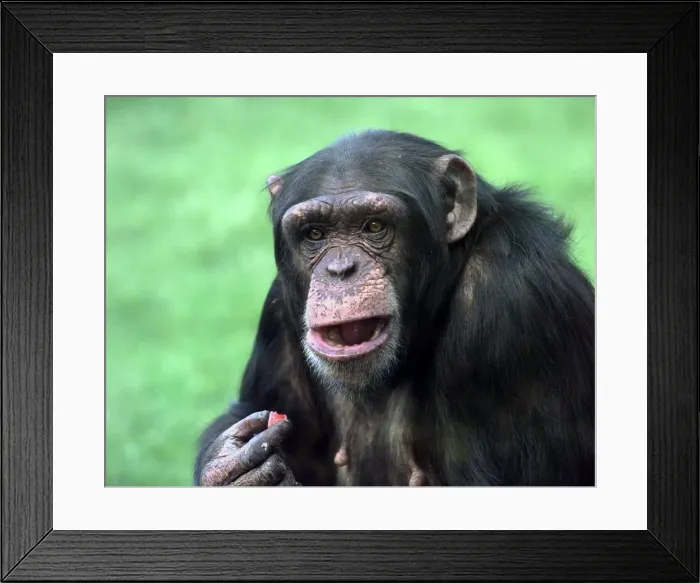 Framed Print : Monkey Framed Print : Monkey