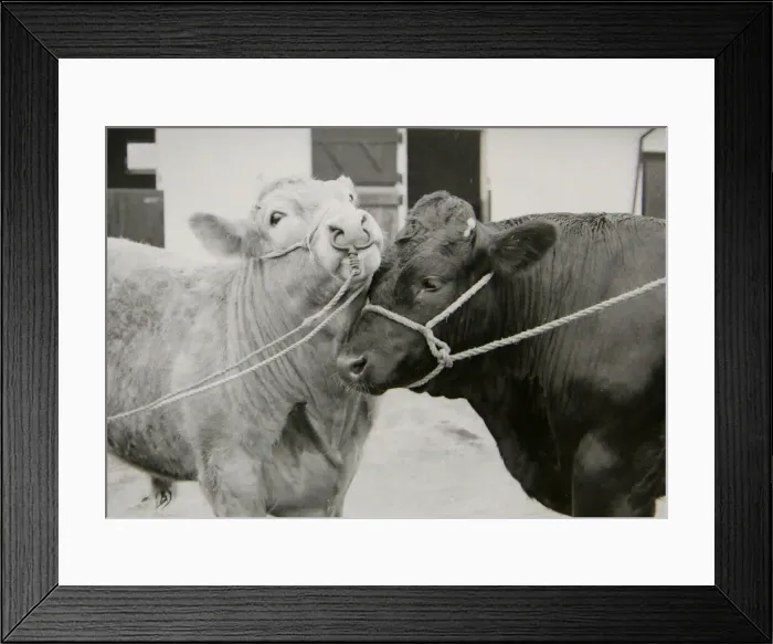 Framed Print : Scargill and MacGregor will be appearing at the Birmingham Prime Stock Show on November Framed Print : Scargill and MacGregor will be appearing at the Birmingham Prime Stock Show on November
