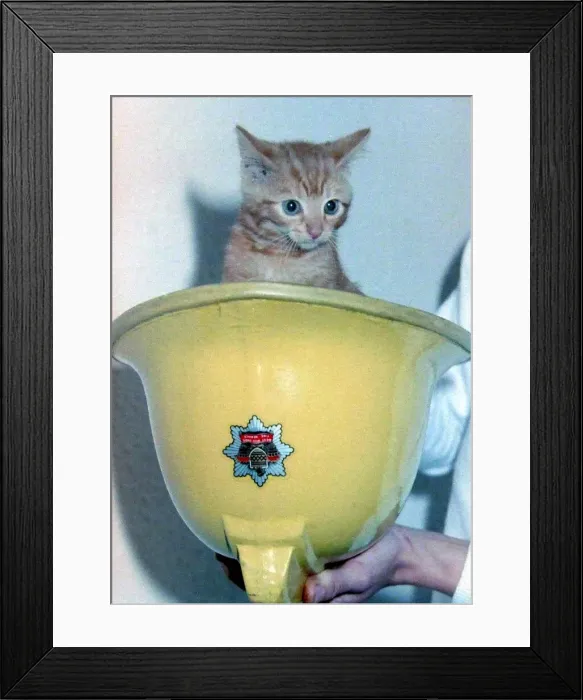 Framed Print : Louise, the tabby kitten rescued by a fireman from a rubbish shute at Arley Court Framed Print : Louise, the tabby kitten rescued by a fireman from a rubbish shute at Arley Court
