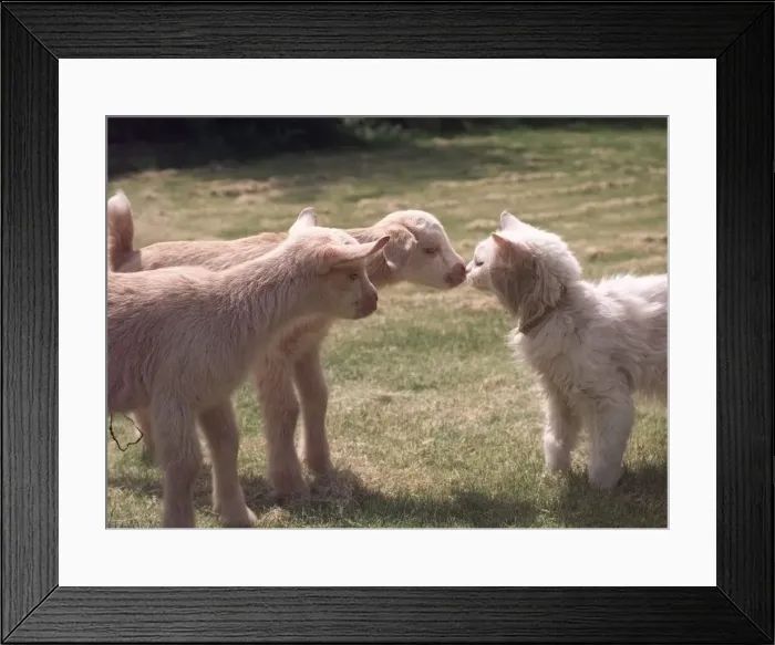 Framed Print : Ainsley and his sister Abbigale the baby goats who were rejected by their mother meet Framed Print : Ainsley and his sister Abbigale the baby goats who were rejected by their mother meet