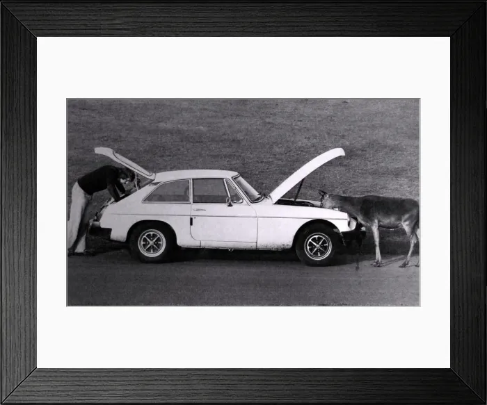 Framed Print : West Midlands Safari Park visitor was given a hand fixing his car by a Deer after braking