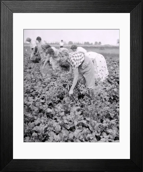 Framed Print : These casual workers are weeding a field of be e at the Agricultural Experimental Station Framed Print : These casual workers are weeding a field of be e at the Agricultural Experimental Station