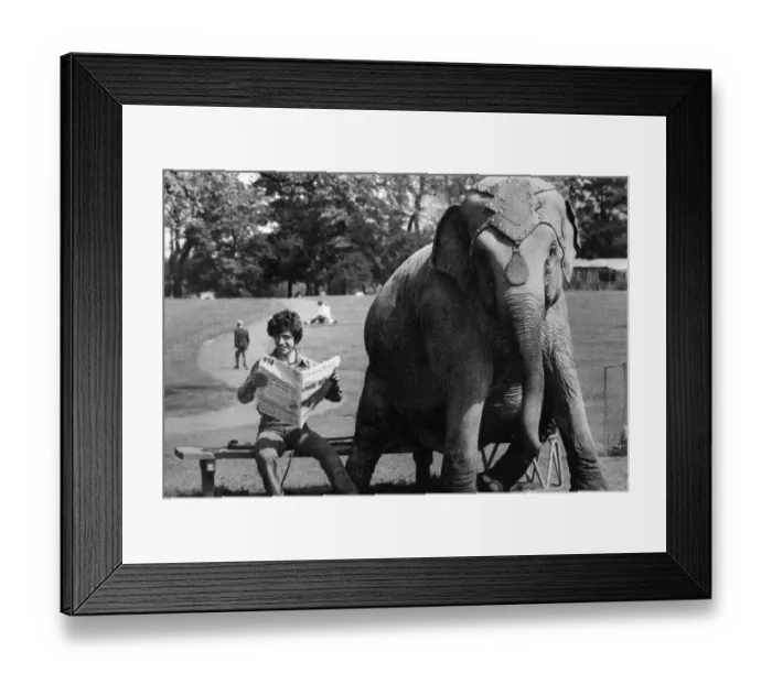 Framed Print : Dum-Dum the elephant has decided to take a well earned rest from the circus hurly-burly