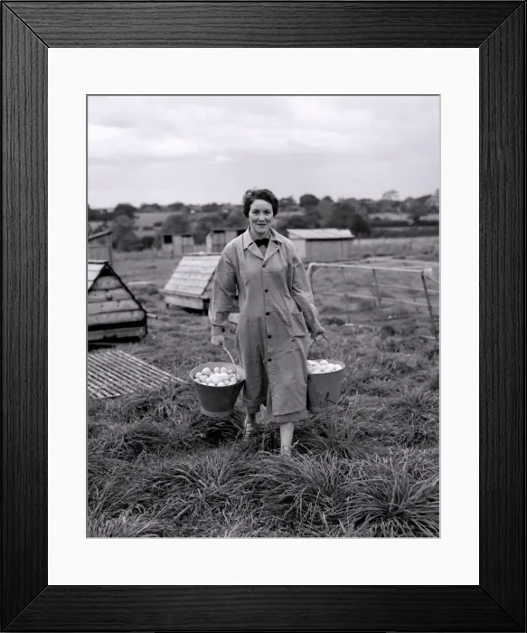 Framed Print : Two hundred laying hens work day and night to produce 1 Framed Print : Two hundred laying hens work day and night to produce 1