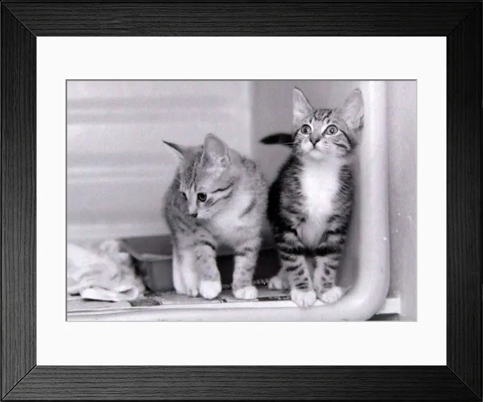 Framed Print : While millions welcomed in the New Year with smiles and laughter Framed Print : While millions welcomed in the New Year with smiles and laughter