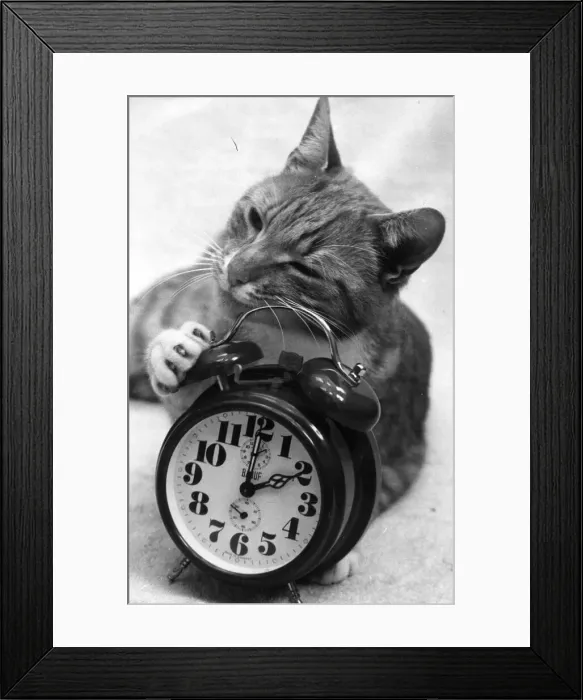Framed Print : Cats - An extra hours cat nap for Oliver as British Summertime ends
