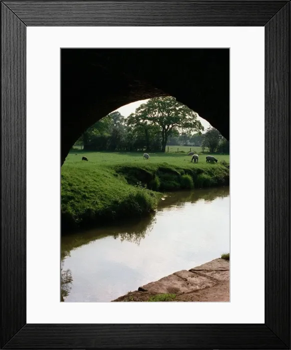 Framed Print : HOCKLEY HEATH Sheep beside the canal Framed Print : HOCKLEY HEATH Sheep beside the canal