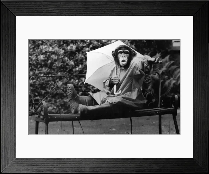 Framed Print : What a silly shower, says Jolly the four year old chimp from Twycross Zoo, near Tamworth