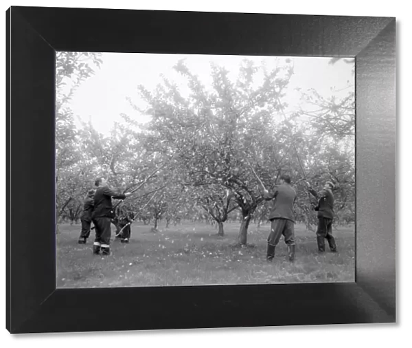 Workers shaking trees in the orchard at H. P Bulmers and Co. Ltd. November 1958