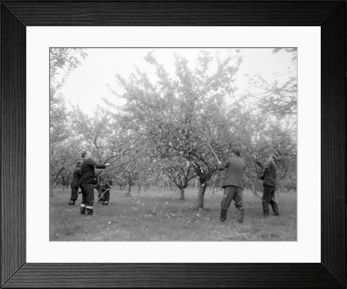 Framed Print : Workers shaking trees in the orchard at H. P Bulmers and Co. Ltd. November 1958
