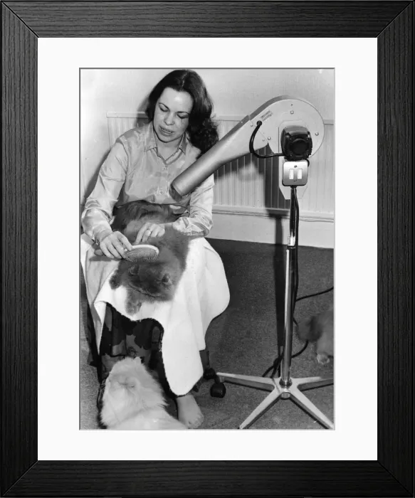 Framed Print : Cats - Mrs Gail Miller using a hairdryer and brush to groom one of her cats - 16th Jan Framed Print : Cats - Mrs Gail Miller using a hairdryer and brush to groom one of her cats - 16th Jan