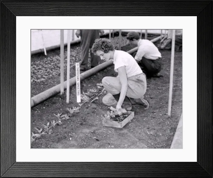 Framed Print : Mary Atkinson and Judith Dow planting Chrysanthemums, in Luddington. 1957 Framed Print : Mary Atkinson and Judith Dow planting Chrysanthemums, in Luddington. 1957